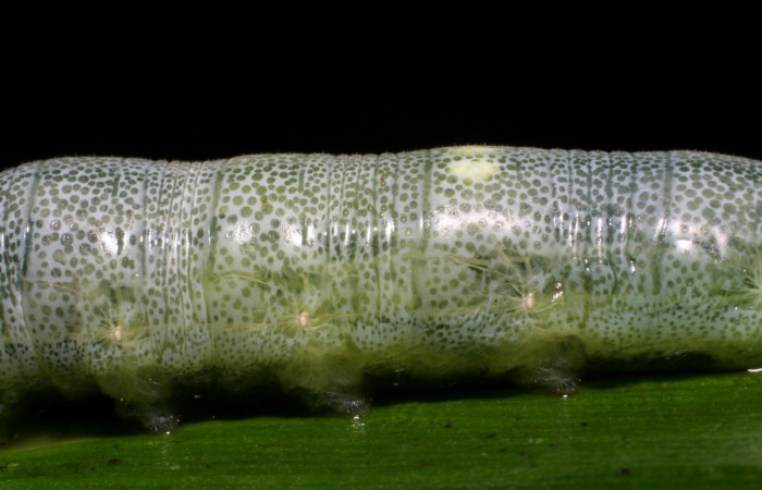 Fig. 5 Larva de  <i>Cynea anthracinus</i></i> penultimo estadío ,mostrando estructura del cuerpo. Voucher: 06-SRNP-30367-DHJ409898.jpg