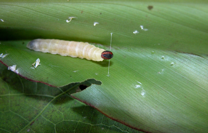 Fig.6  Larva <i>Cynea anthracinus</i></i> formando casita penúltimo estadío vista lateral, Voucher:04-SRNP-42315-DHJ401713. jpg