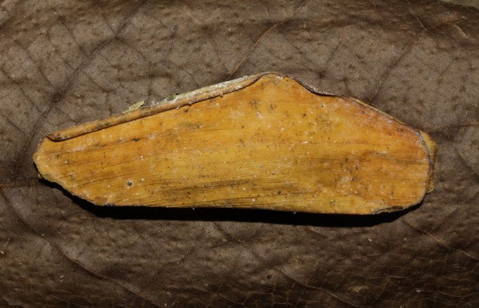  Fig. 7   Capullo de pupa <i>Cynea anthracinus</i></i>.  Voucher: 16-SRNP-30298-DHJ729405.jpg