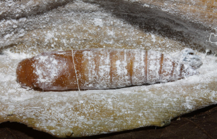  Fig. 8   Pupa <i>Cynea anthracinus</i></i> vista lateral. Voucher: 16-SRNP-30298-DHJ729407.jpg