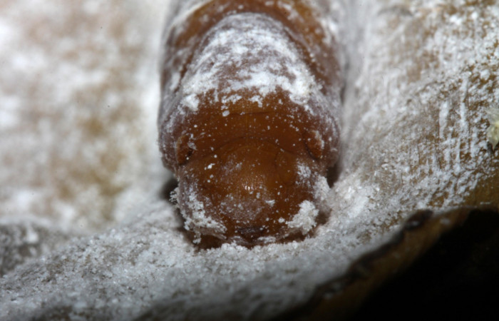  Fig. 9   Pupa <i>Cynea anthracinus</i></i> vista frontal. Voucher: 16-SRNP-30298-DHJ729411.jpg