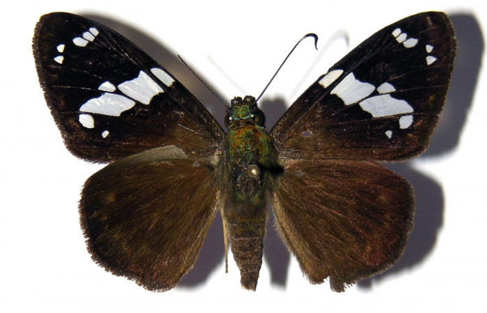 Fig.10 Adulto de <i>Celaenorrhinus</i></i> Burns01 mostrando la parte dorsal ,  macho Voucher:10 04-SRNP-1512-DHJ99316.jpg