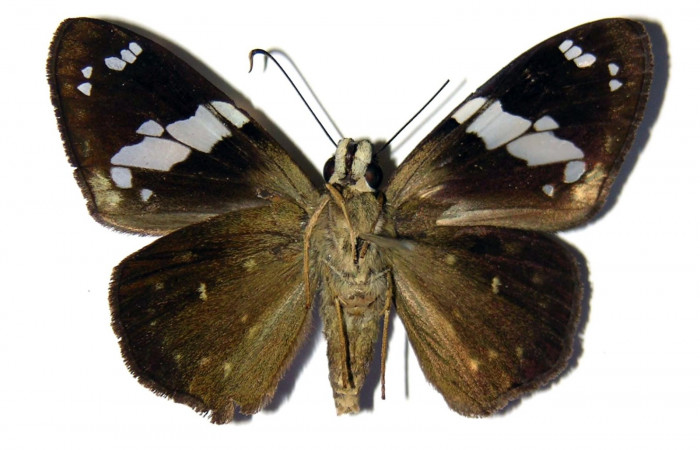 Fig.11 Adulto de <i>Celaenorrhinus</i></i> Burns01 mostrando la parte ventral,  Macho, Voucher:10 04-SRNP-1512-DHJ99317.jpg