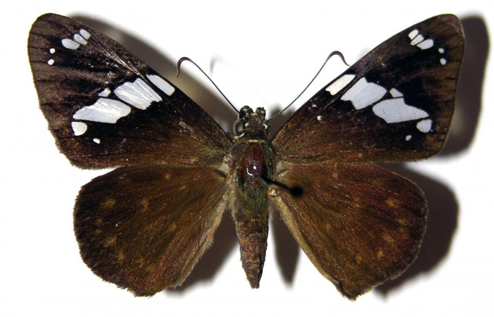 Fig.12 Adulto de <i>Celaenorrhinus</i></i> Burns01 mostrando la parte dorsal , Hembra, Voucher. 04-SRNP-30592-DHJ99284.jpg