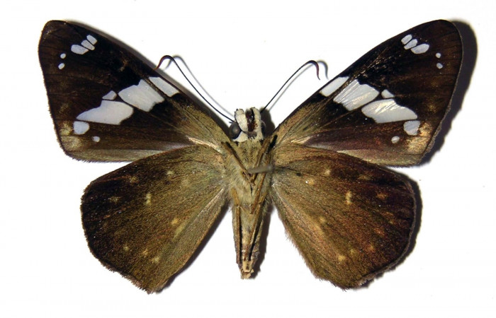Fig.13 Adulto de <i>Celaenorrhinus</i></i> Burns01 mostrando la parte ventral ,Hembra.  Voucher: 04-SRNP-30592-DHJ99285.jpg