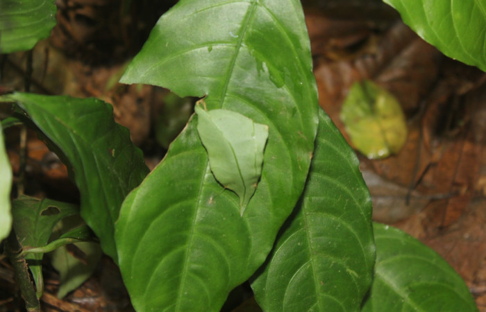 Fig.14 Follaje de <i>Aphelandra tridentata</i></i> planta hospedera de <i>Celaenorrhinus</i></i> Burns01