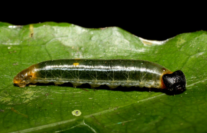 Fig.1  Larva de <i>Celaenorrhinus</i></i> Burns01 último estadío  vista lateral, mostrando cuerpo entero Voucher:10-SRNP-55326-DHJ473186.jpg