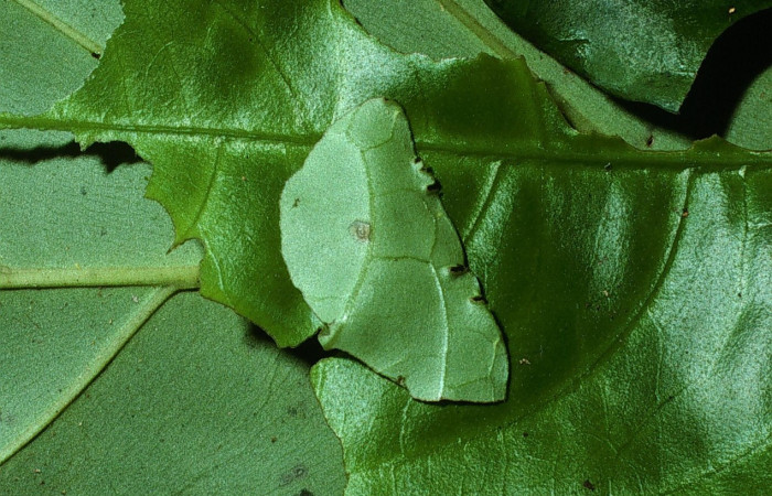 Fig. 2 Larva de  <i>Celaenorrhinus</i></i> Burns01 tercer estadío ,mostrando forma de casita  en Voucher: 03-SRNP-7574-DHJ74920.jpg