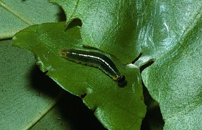 Fig.3  Larva <i>Celaenorrhinus</i></i> Burns01 tercer estadío vista dorsal, Voucher: 03-SRNP-7574-DHJ74916jpg