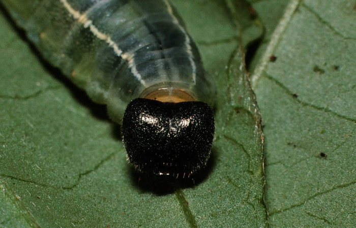 Fig. 4 Larva de <i>Celaenorrhinus</i></i> Burns01 último estadío vista frontal,  Voucher:02-SRNP-6442-DHJ64998.jpg