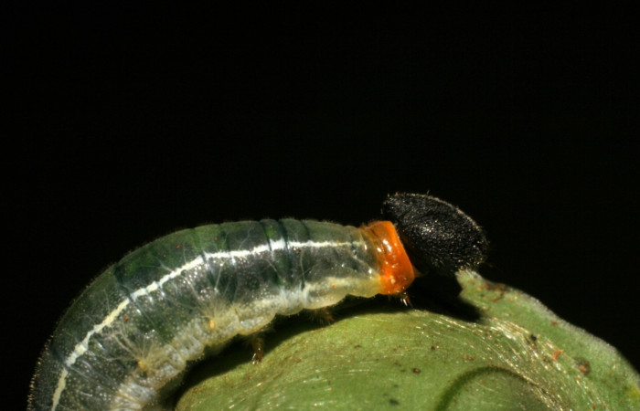 Fig.5  Larva de <i>Celaenorrhinus</i></i> Burns01 último estadío vista lateral, mostrando color del cuello  Voucher:05-SRNP-43061-DHJ407759jpg