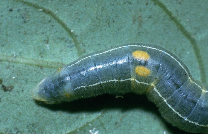 Fig. 6  Larva de <i>Celaenorrhinus</i></i> Burns01 último estadío vista dorsal mostrando el sexo  Voucher:04-SRNP-2716-DHJ84350.jpg