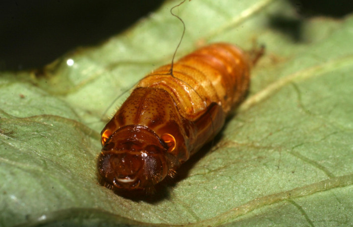 Fig. 7  Pupa de <i>Celaenorrhinus</i></i> Burns01 vista dorso frontal, mostrando forma de capullo. Voucher: 08-SRNP-72595-DHJ447372.jpg