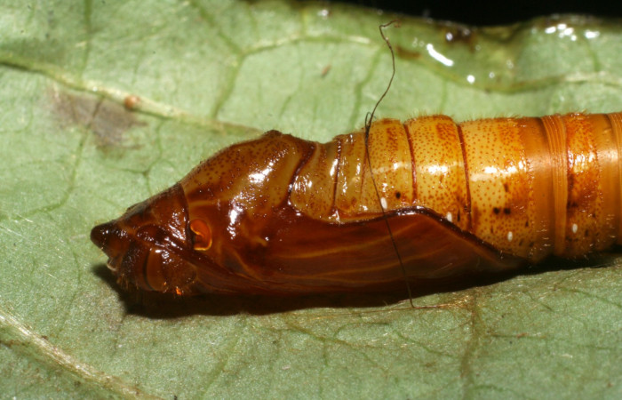 Fig. 8  Pupa de <i>Celaenorrhinus</i></i> Burns01 mostrando la parte lateral, capsula de pupa Voucher: 08-SRNP-72595-DHJ447376.JPG.jpg