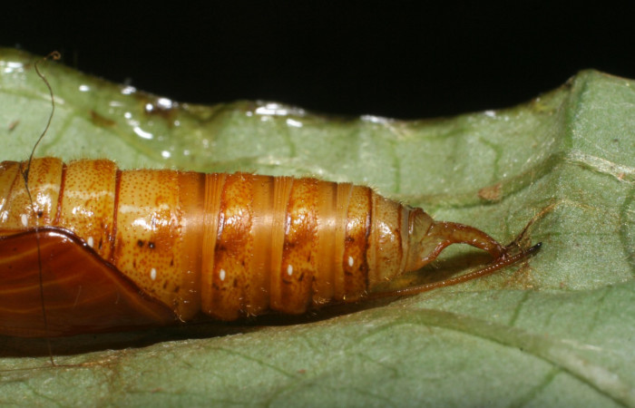 Fig. 9  Pupa de <i>Celaenorrhinus</i></i> Burns01 mostrando la parte lateral mostrando segmentos del abdomen  Voucher: 08-SRNP-72595-DHJ447377.jpg