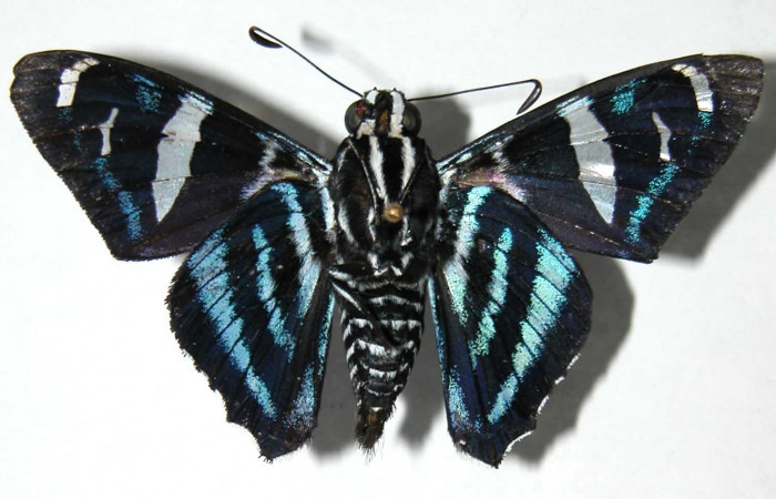 Fig.11 Adulto de <i>Jemadia suekentonmiller</i></i>  mostrando la parte ventral,  macho, Voucher: 01-.jSRNP-9029-DHJ37273.pg