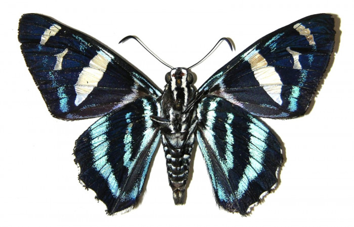 Fig.13 Adulto de <i>Jemadia suekentonmiller</i></i>  mostrando la parte dorsal , hembra, Voucher: Fig.12 04-SRNP-32358-DHJ306201.jpg