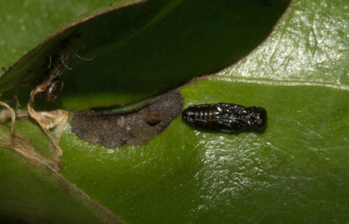 Fig.15  Capullo de <i>Ogmoelachertus</i></i>  Janzen13 (Eulophidae) de <i>Jemadia suekentonmiller</i></i>  Voucher: 15-SRNP-32333-DHJ729088.jpg