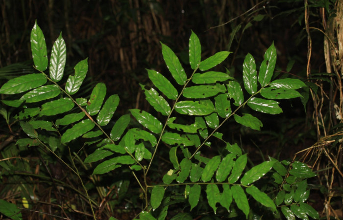 Muestra follaje de <i>Casearia arborea</i></i> en Estación Pitilla hospedero de <i>Jemadia suekentonmiller</i></i>  
