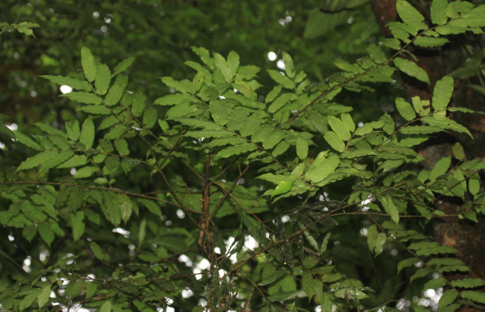 Arbusto de Casearia arborea en Estación Pitilla,  hospedero de  Jemadia suekentonmiller 