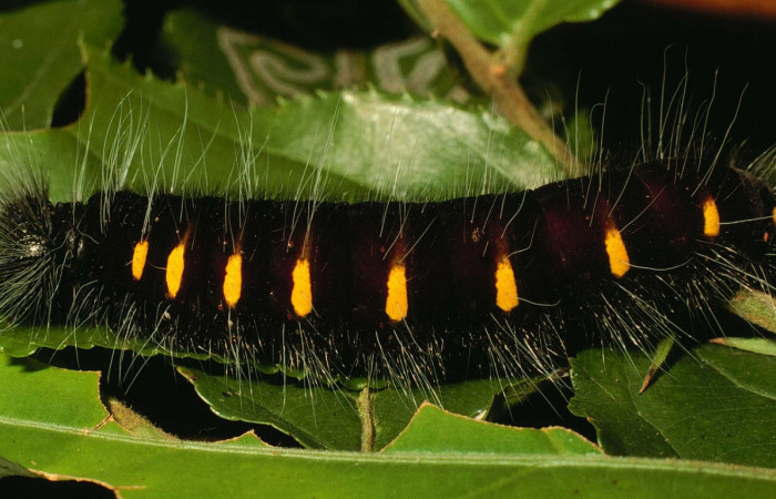 Fig.1  Larva de <i>Jemadia suekentonmiller</i></i>  ultimo estadío,  vista lateral, mostrando patrón de rayas  Voucher: 01-SRNP-9029-DHJ58462.jpg