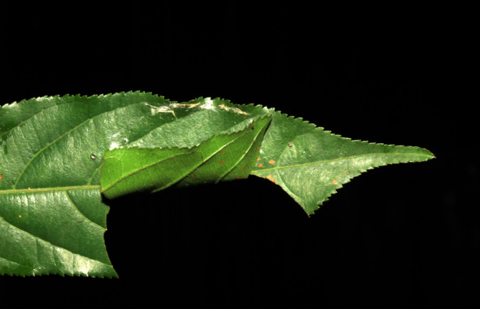 Fig.3 Larva de <i>Jemadia suekentonmiller</i></i>   tercer estadío 23mm de longitud  ,mostrando forma de casita Voucher: 15-SRNP-31206-DHJ728165.jpg