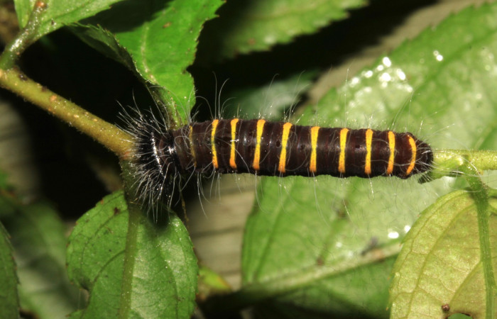 Fig.4  Larva de <i>Jemadia suekentonmiller</i></i>  penultimo estadío  vista dorsal, mostrando cuerpo entero y forma anillos  Voucher: 15-SRNP-31206-DHJ728162.jpg