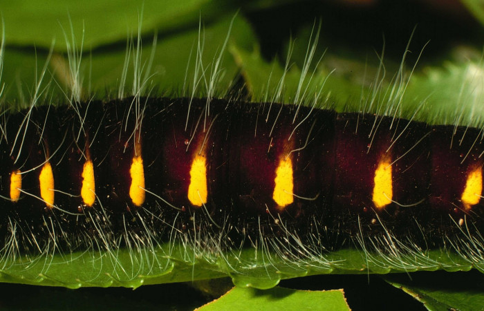 Fig.5  Larva de <i>Jemadia suekentonmiller</i></i>  ultimo  estadío vista lateral, mostrando patrón de rayas  Voucher: 01-SRNP-9029-DHJ58462.jpg