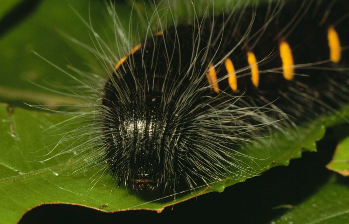 Fig.6 Larva <i>Jemadia suekentonmiller</i></i>  ultimo estadío vista frontal, mostrando estrias.   Voucher: 01-SRNP-9029-DHJ62499.jpg