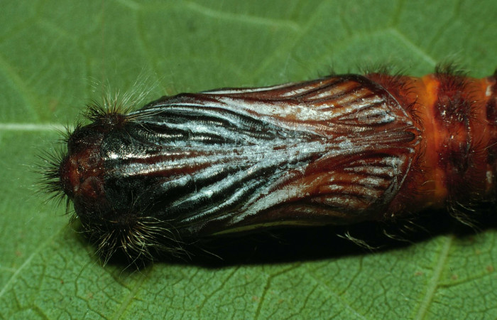 Fig.8  Pupa de <i>Jemadia suekentonmiller</i></i>  mostrando la parte ventral Voucher: 02-SRNP-13059-DHJ69690.jpg, 