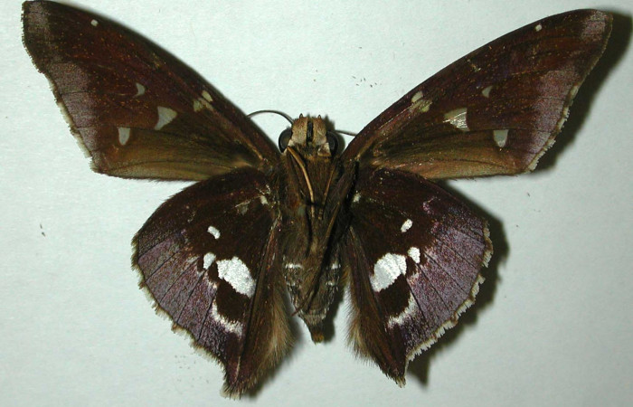 Fig.10  Adulto <i>Epargyreus</i></i> Burns07  mostrando parte ventral ,macho.  Voucher: 97-SRNP-1637-DHJ31706.jpg