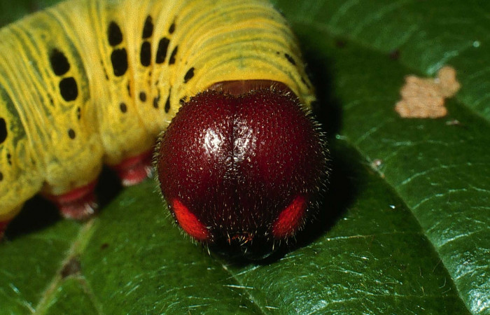 Fig.1  Larva <i>Epargyreus</i></i> Burns07  último estadío  vista frontal, mostrando cabeza frontal. Voucher: 03-SRNP-20653-DHJ77485.jpg