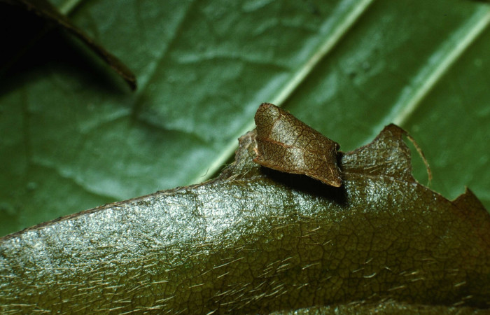 Fig. 2 Larva <i>Epargyreus</i></i> Burns07 primeros estadíos ,mostrando forma de casita.  Voucher:  03-SRNP-20713-DHJ77514.jpg