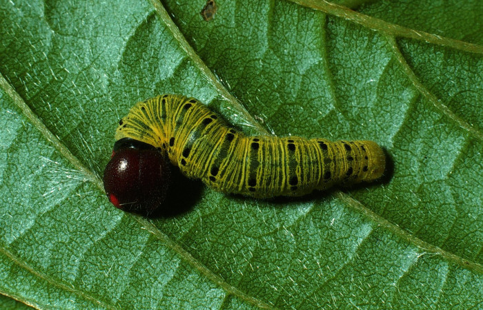 Fig. 3  Larva <i>Epargyreus</i></i> Burns07 penultimo estadío vista dorsal. Voucher:  03-SRNP-20221-DHJ77296.jpg