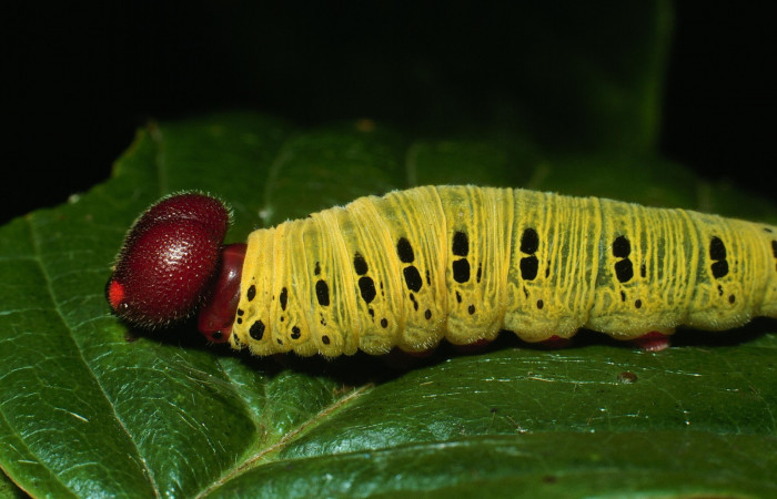 Fig. 4  Larva <i>Epargyreus</i></i> Burns07  último estadío vista lateral,  Voucher:- 03-SRNP-20653-DHJ77488.jpg