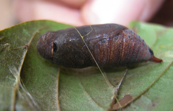 Fig. 5 Pupa <i>Epargyreus</i></i> Burns07  vista lateral Voucher: 03-SRNP-20653-DHJ91199.jpg