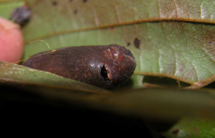 Fig. 6  Pupa <i>Epargyreus</i></i> Burns07  mostrando la estructura de la frontal .  Voucher: 03-SRNP-20653-DHJ91201.jpg