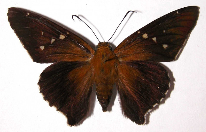 Fig. 7 Adulto <i>Epargyreus</i></i> Burns07  mostrando parte dorsal , hembra. Voucher: 02-SRNP-16077-DHJ38142.jpg