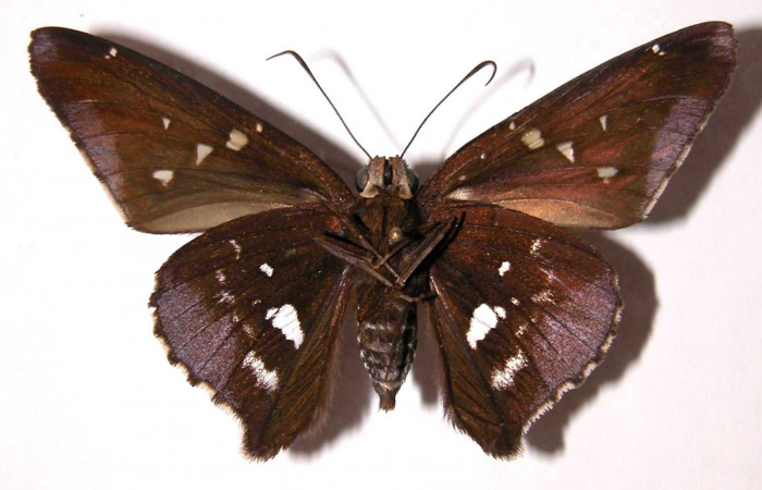 Fig.8 Adulto <i>Epargyreus</i></i> Burns07  mostrando parte ventral,  hembra, Voucher: 02-SRNP-16077-DHJ38143.jpg