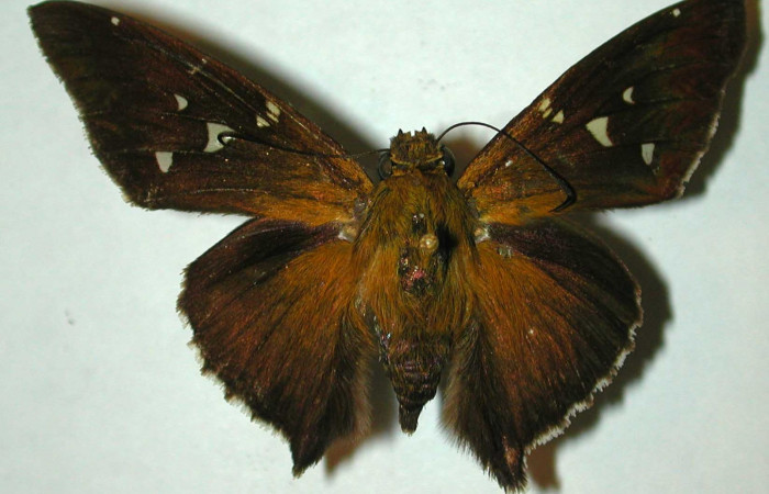 Fig.9 A Adulto <i>Epargyreus</i></i> Burns07  mostrando parte dorsal , macho, Voucher: 97-SRNP-1637-DHJ31705.jpg