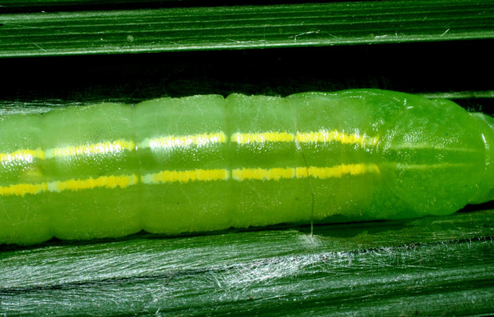 Fig.11  Pupa <i>Perichares geonomaphaga</i></i> mostrando la diferencia de líneas dorsales.  Voucher: 09-SRNP-31945-DHJ455226.jpg
