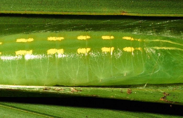 Fig.12  Pupa <i>Perichares prestoeaphaga</i></i> vista dorsal, mostrando forma de líneas segmentadas. Voucher: 00-SRNP-11749-DHJ54724.jpg