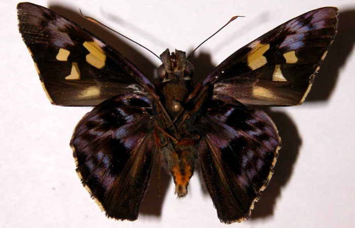 Fig.14 Adulto de <i>Perichares geonomaphaga</i></i> mostrando la parte ventral,  Macho, Voucher: 04-SRNP-30135-DHJ39667.jpg