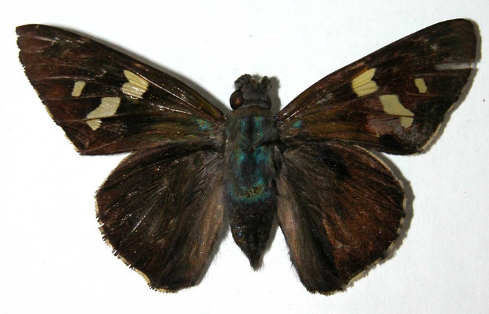 Fig.15 Adulto de <i>Perichares geonomaphaga</i></i> mostrando la parte dorsal , Hembra, 56mm  Voucher: 04-SRNP-40211-DHJ39718.jpg