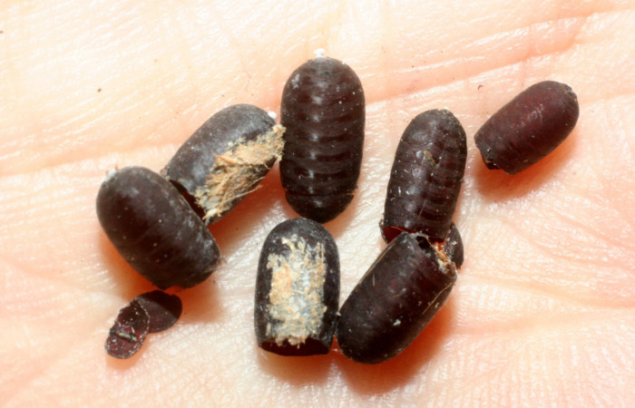 Fig.17 Mudas de puparios <i>Blepharipa fimbriata</i></i> de <i>Perichares geonomaphaga</i></i>. Voucher: 08-SRNP-5281-DHJ453300.jpg