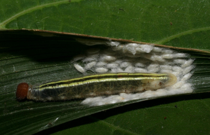 Fig.18 Capullos de  <i>Apanteles andreacalvoae</i></i>DHJ01 de <i>Perichares geonomaphaga</i></i> larva viva. Voucher: 08-SRNP-5281-DHJ453300.jpg