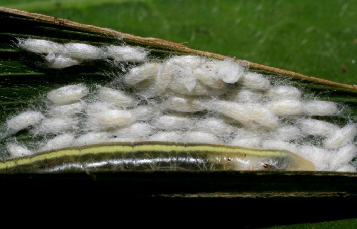 Fig.19 Capullos de  <i>Apanteles andreacalvoae</i></i>DHJ01 de <i>Perichares geonomaphaga</i></i> Voucher:  09-SRNP-31397-DHJ458536.jpg