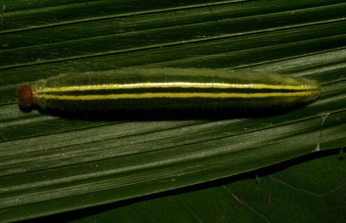 Fig.1  Larva <i>Perichares geonomaphaga</i></i> último estadío  vista dorsal.  Voucher:10-SRNP-30038-DHJ467304.jpg