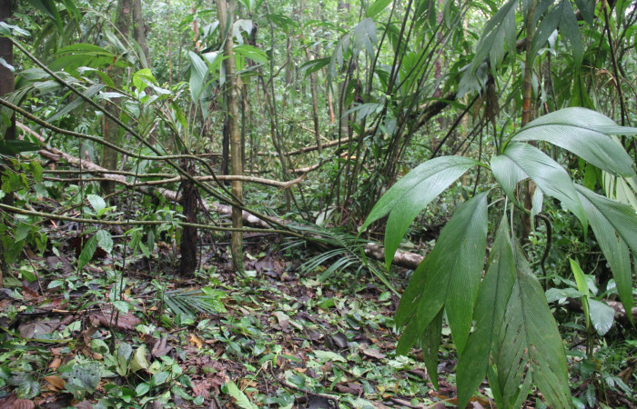 Fig.20 Habitát de  <i>Geonoma congesta</i></i> planta hospedera de <i>Perichares geonomaphaga</i></i> 