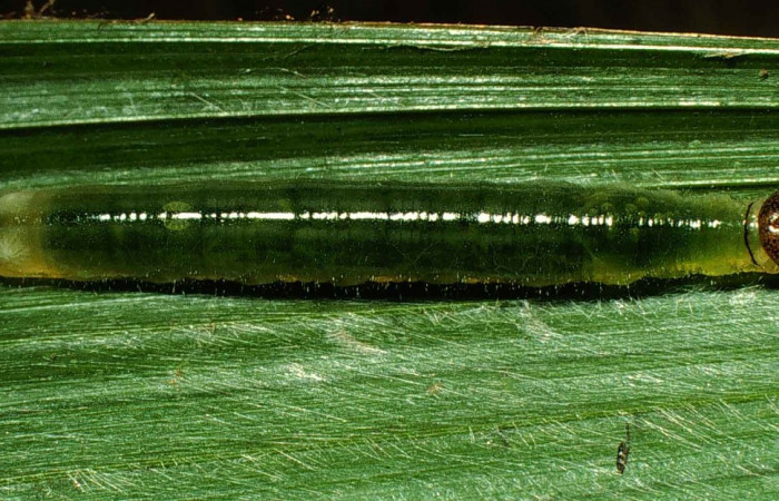 Fig.3  Larva <i>Perichares geonomaphaga</i></i>  tercer estadío vista dorsal.  Voucher: 00-SRNP-11385-DHJ54282.jpg